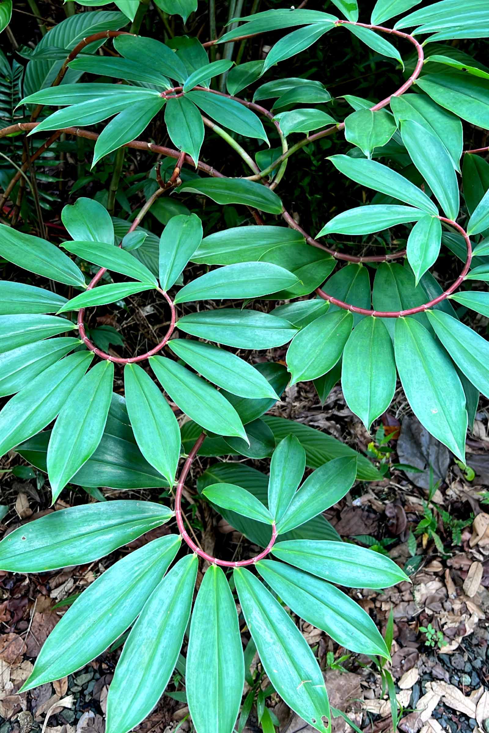 A Hawaiian Local’s Guide to Ho‘omaluhia Botanical Garden, O‘ahu, Hawai‘i